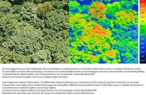 Schweizerischer Nationalfonds / Fonds national suisse: FNS : Image de la recherche mars 2011 : Comment les arbres feuillus autochtones réagissent-ils au réchauffement et à la sécheresse croissante de notre climat?