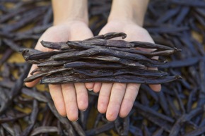 Superfoods von den Inseln von Tahiti: Brotfrucht, Taro und Vanille – kulinarische Schätze aus dem Südpazifik