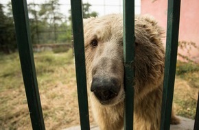 VIER PFOTEN - Stiftung für Tierschutz: VIER PFOTEN bringt die Bären Suzie und Bubloo nach Jordanien