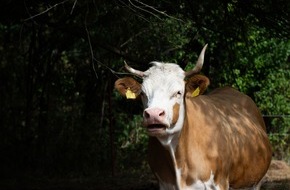 ANINOVA-Stiftung: Bis 7. Oktober: Spenden f&uuml;r Tiere auf f&uuml;nf Lebensh&ouml;fen werden verdoppelt!