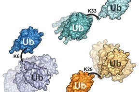 Universität Konstanz: Molekulardynamiken komplexer Proteine entschlüsseln, PI Nr. 91/2023