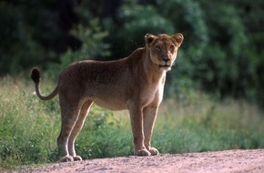 IFAW - International Fund for Animal Welfare: Südafrika beendet Gatterjagd auf Löwen