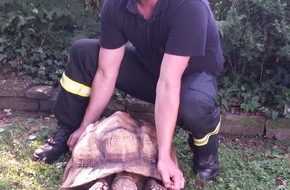 Feuerwehr Düsseldorf: FW-D: Feuerwehr Düsseldorf fängt Riesenschildkröte ein