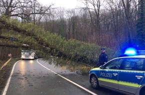 Polizeiinspektion Hameln-Pyrmont/Holzminden: POL-HM: Baum umgestürzt - L550 gesperrt