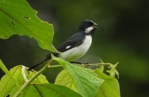 IFAW Deutschland: Schlupfl&ouml;cher in der EU-Gesetzgebung f&ouml;rdern Handel mit Wildtieren aus Lateinamerika