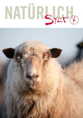 Landschaftspfleger auf vier Beinen zurück auf Sylt