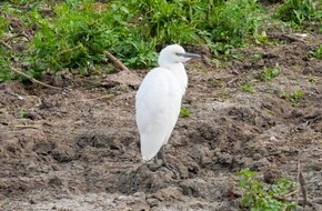 Landesbund für Vogel- und Naturschutz in Bayern (LBV) e. V.: Zum ersten Mal in Deutschland: Kuhreiher brütet am Altmühlsee / LBV-Aktive findet Jungvögel der seltenen Reiherart - Altmühlsee bietet ideale Bedingungen für diese Vögel