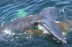 OceanCare: Can whale poo help save the planet?