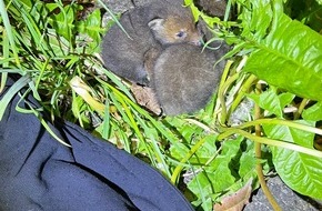 Polizei Düsseldorf: POL-D: Stockum - Fuchsbabys in Notlage - Tierischer Einsatz für die Polizei