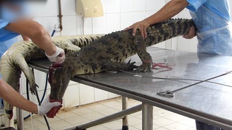 PETA Deutschland e.V.: Krokodile für 'Luxustaschen' in Betongruben gepfercht und lebendig aufgeschnitten / PETA enthüllt grausamste Bedingungen auf vietnamesischen Krokodilfarmen / Luxusmarken als mutmaßliche Abnehmer