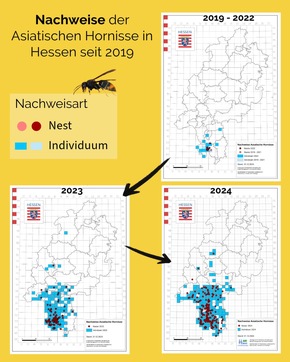 Asiatische Hornisse breitet sich weiter in Hessen aus