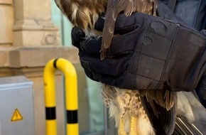 Bundespolizeiinspektion Kaiserslautern: BPOL-KL: Bundespolizei &uuml;bergibt Greifvogel an Tierrettung