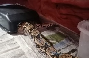 Polizeiinspektion Cuxhaven: POL-CUX: Boa Constrictor Imperator gefunden -Eigentümer gesucht-