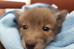 Polizei Salzgitter: POL-SZ: Pressemitteilung der Polizeiinspektion SZ/PE/WF vom 10.04.2026.