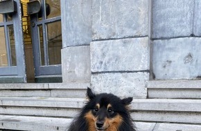 Bundespolizeidirektion Sankt Augustin: BPOL NRW: Kleiner Ausreißer ist wieder zuhause - Tierheim übergibt "Sheltie" an Herrchen