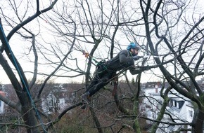 Industrie Kletterer Hamburg: Baumfällarbeiten: Schutz und Recht stehen im Vordergrund