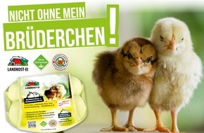 NORMA: NORMA verstärkt massiv das Engagement gegen das Kükentöten / Lebensmittel-Discounter ist Pionier beim Schutz von männlichen Küken