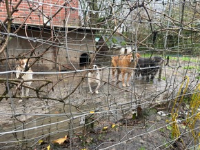 POL-STD: Veterinäramt Landkreis Stade nimmt Hundehalterin Tiere weg - Polizei unterstützt, Kupferdiebe an zwei Firmengebäuden in Stade, Zwei Autos am Horneburger Bahnhof aufgebrochen