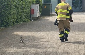 Feuerwehr Voerde: FW Voerde: Entenfamilie gerettet