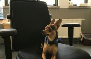 Polizeipräsidium Mainz: POL-PPMZ: Mainz-Altstadt, Hund aus überhitztem Pkw gerettet