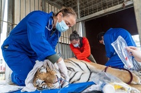 AAP: Sechs Tiger aus Privathaltung gerettet - AAP &uuml;bernimmt Verantwortung und fordert mehr Regulierung