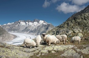 Aletsch Arena AG: Alpabzug der schönsten Schafrasse der Welt