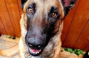 Polizei Düsseldorf: POL-D: Flingern Nord - Diensthund Sputnik stellt mutmaßliche Einbrecher - Tatverdächtige kauern bei Zugriff unter Planen - Brechstange und Totschläger beschlagnahmt