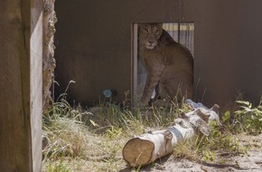VIER PFOTEN - Stiftung für Tierschutz: Ukraine: une lionne échappée d’un élevage illégal est transférée dans un centre adapté aux Pays-Bas