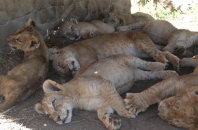 VIER PFOTEN - Stiftung für Tierschutz: Afrika bald ohne Löwen? / Neue Studie bestätigt Rückgang der Löwenpopulation
