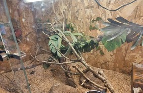Polizeidirektion Kiel: POL-KI: 241028.2 Preetz- Mitbewohnerin mit Biss - Unerlaubte Mamba schickt 29-Jährigen auf die Intensivstation