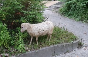 Polizeipräsidium Karlsruhe: POL-KA: (KA) Karlsruhe - Ausreißer-Schaf sorgte am Morgen für Aufsehen