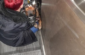 Feuerwehr Essen: FW-E: Fünf Monate alter Belgischer Schäferhund klemmt mit Rute in Rolltreppe fest
