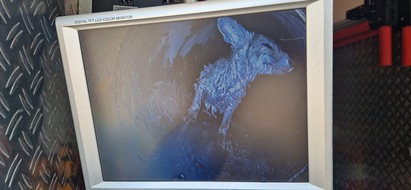 FW Dinslaken: Tag der Tierrettung und kleiner Vegetationsbrand