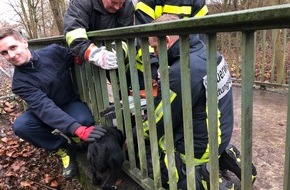 Feuerwehr Bochum: FW-BO: Abkürzung mit Folgen - Hund bleibt in Brückengeländer stecken