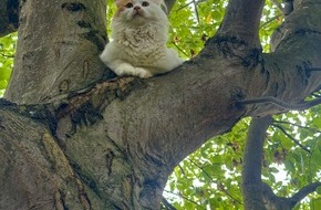 Feuerwehr Herdecke: FW-EN: Vermisster Kater Steve von der Feuerwehr gerettet
