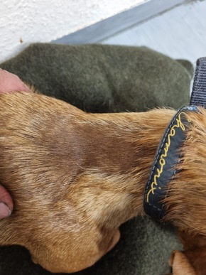 API-TH: Tierlieber Urlauber rettet Hund auf der A9