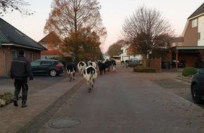 Polizeiinspektion Cuxhaven: POL-CUX: Rinder ausgebrochen (Lichtbild in der Anlage)