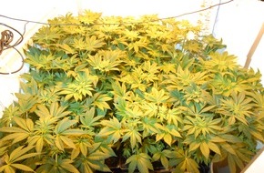Polizeiinspektion Hildesheim: POL-HI: Polizei findet Cannabis-Indoor-Plantage
