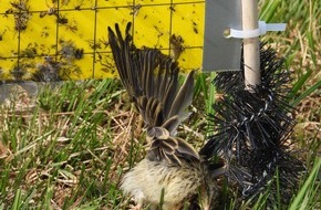 Wildtierschutz Deutschland e.V.: Todesfalle für Vögel: Insekten-Klebetafeln im EU-Vogelschutzgebiet Ochsenmoor in Niedersachsen