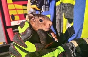 Freiwillige Feuerwehr Hünxe: FW Hünxe: Unbekannte Geräusche - Feuerwehr rettet zwei Eichhörnchen