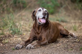 Bundesverband für Tiergesundheit e.V.: Arthrose beim Hund: Keine Lust auf Gassi gehen