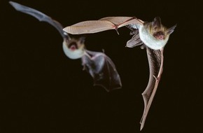 Naturmuseum St. Gallen: Neue Sonderausstellung «Fledermäuse – geheimnisvoll, faszinierend, schützenswert»