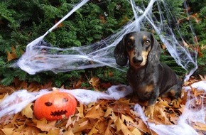 VIER PFOTEN - Stiftung für Tierschutz: Vor Halloween fürchten sich auch Haustiere