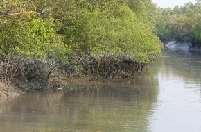 Global Nature Fund: Mangrovenzukunftstag 2022, 09.-10. Juni in Berlin: Seien Sie dabei!