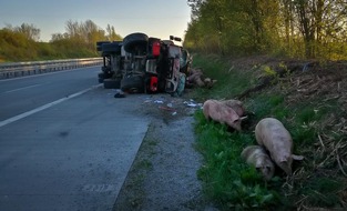 Polizeipräsidium Aalen: POL-AA: Landkreis Schwäbisch Hall: Schweinetransporter verunglückt auf Autobahn, Unfälle, Diebstahl, etc.
