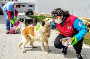 VIER PFOTEN - Stiftung für Tierschutz: La pandémie COVID-19 : dans plusieurs pays européens des milliers de chiens errants risquent de mourir de faim