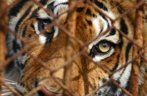 IFAW - International Fund for Animal Welfare: Tag des Artenschutzes:  Raubkatzen - Bedrohte Jäger