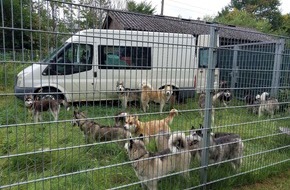 Bundespolizeiinspektion Flensburg: BPOL-FL: Bundespolizei stoppt Hundetransporter auf der A7, 19 Huskys in Verwahrung, Haftbefehl vollstreckt