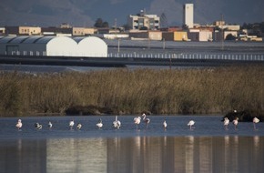 CuteSolar: Solargewächshäuser in Südeuropa: / Ein nachhaltiges Modell für Wassernutzung und Förderung der Biodiversität