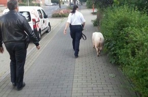 Polizeidirektion Göttingen: POL-GOE: (397/2013) - Schwein gehabt !! - Polizei stellt "Fluchtschwein"